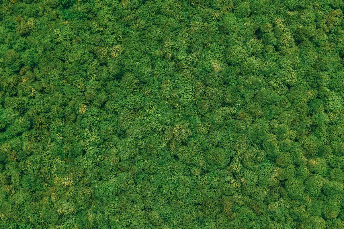 Lichen to the Rescue: The Vegan D3 Ingredient Story